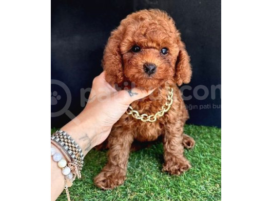 Orijinal Toy Poodle Yavrular  görsel