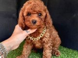Orijinal toy poodle yavrular 