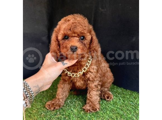 Orijinal Toy Poodle Yavrular 