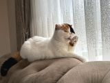 Yetişkin exotich shorthair