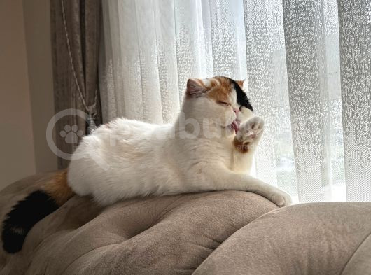 Yetişkin Exotich Shorthair