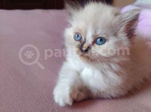 Bluepoint İran Yavruları görsel