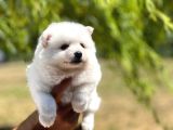 Japon Spitz Yavrularımız