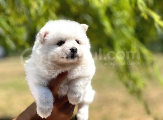 Japon Spitz Yavrularımız görsel