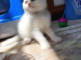 Safkan Kar Beyazı British Longhair