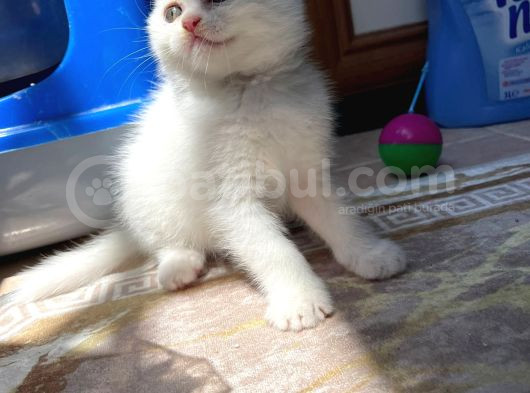 Safkan Kar Beyazı British Longhair görsel