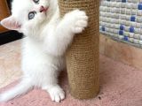 safkan ırk  beyaz ve silver british longhair