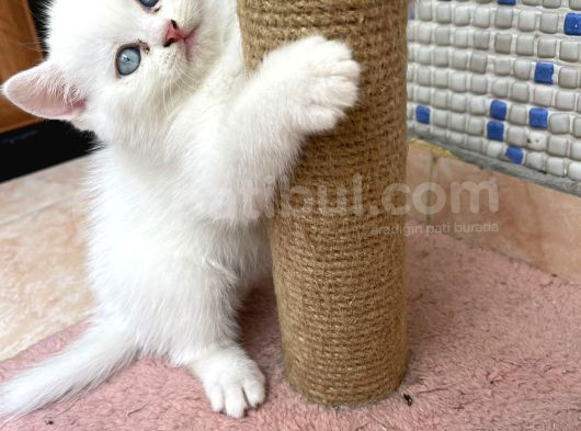 Safkan Irk  Beyaz Ve Silver British Longhair