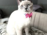 1000 Liraya British Shorthair Dişi Bluepoint Kızımız