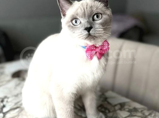 1000 Liraya British Shorthair Dişi Bluepoint Kızımız görsel