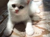 Safkan Kar Beyazı British Longhair