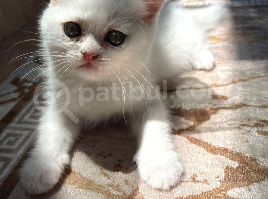 Safkan Kar Beyazı British Longhair görsel