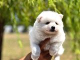 Japon Spitz Yavrularımız