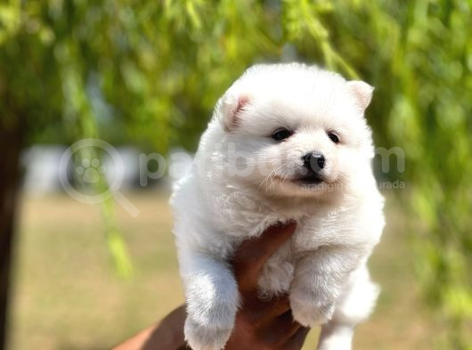 Japon Spitz Yavrularımız görsel