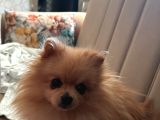 7 Aylik Safkan Pomerian Spitz