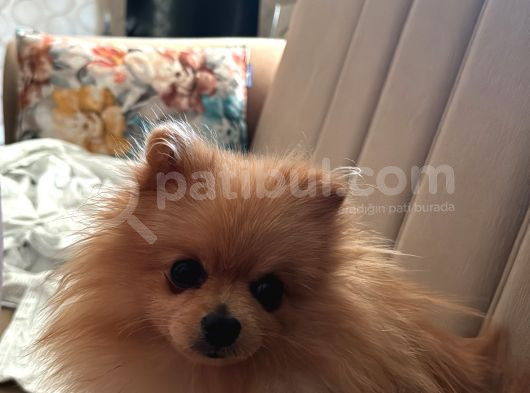 7 Aylik Safkan Pomerian Spitz görsel