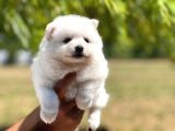 Japon Spitz Yavrularımız
