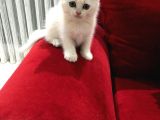 Çok Uyguna Golden British Shorthair Ve White Erkekler 