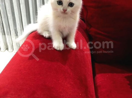 Çok Uyguna Golden British Shorthair Ve White Erkekler  görsel