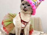 1000 Liraya British Shorthair Dişi Bluepoint Kızımız