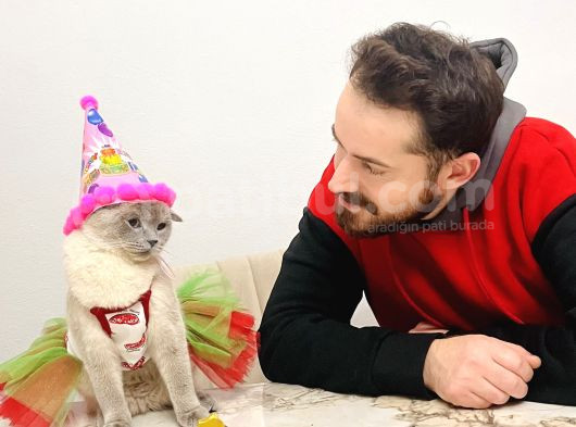 1000 Liraya British Shorthair Dişi Bluepoint Kızımız görsel