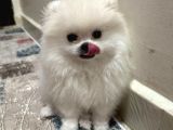 Karbeyaz Ve Krem Mi̇ni̇ Pomeranian Boo