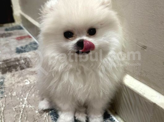 Karbeyaz Ve Krem Mi̇ni̇ Pomeranian Boo görsel