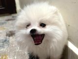 Karbeyaz Ve Krem Mi̇ni̇ Pomeranian Boo