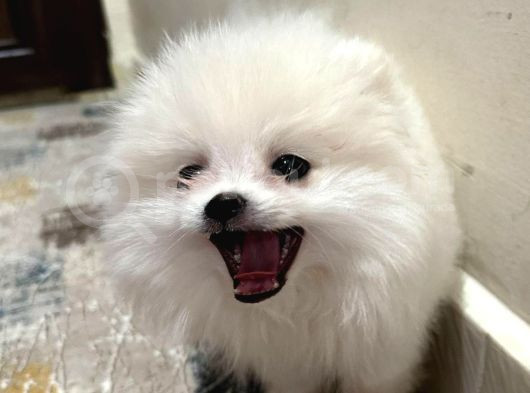 Karbeyaz Ve Krem Mi̇ni̇ Pomeranian Boo görsel