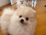 Karbeyaz Ve Krem Mi̇ni̇ Pomeranian Boo