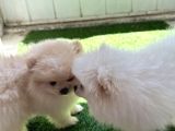 KARBEYAZ VE KREM MİNİ POMERANIAN BOO