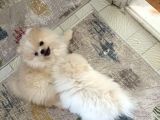 Karbeyaz Ve Krem Mi̇ni̇ Pomeranian Boo