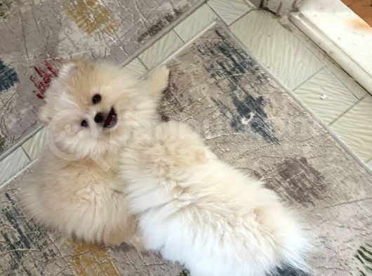 Karbeyaz Ve Krem Mi̇ni̇ Pomeranian Boo görsel