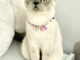 1000 liraya British Shorthair Dişi Bluepoint Kızımız