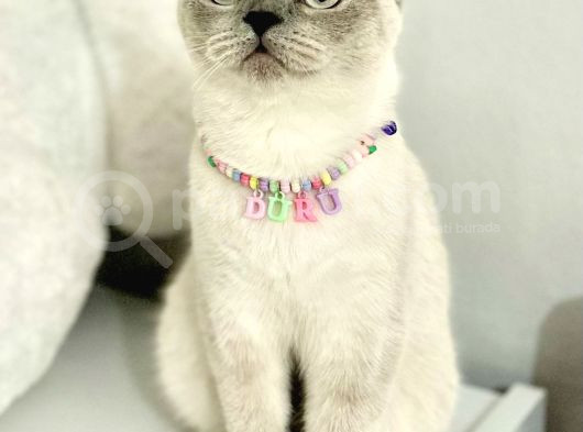 1000 Liraya British Shorthair Dişi Bluepoint Kızımız