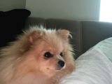 7 Aylik Safkan Pomerian Spitz