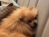 7 aylik Safkan Pomerian Spitz