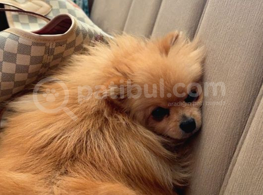 7 Aylik Safkan Pomerian Spitz