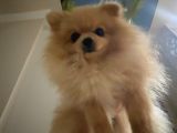 7 Aylik Safkan Pomerian Spitz