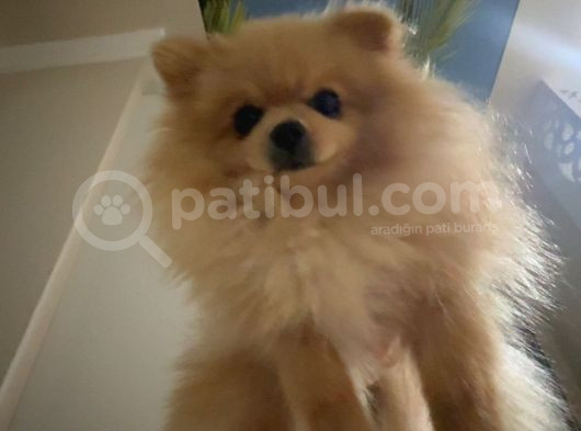 7 Aylik Safkan Pomerian Spitz görsel