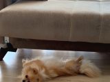 7 Aylik Safkan Pomerian Spitz