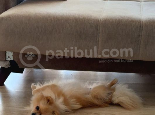 7 Aylik Safkan Pomerian Spitz görsel