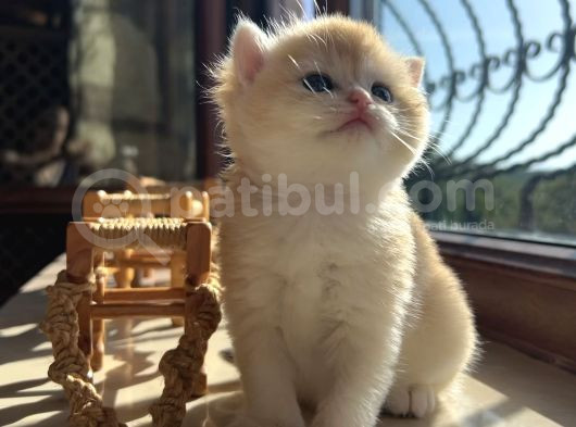 Saf Kan Şecereli British Shorthair görsel