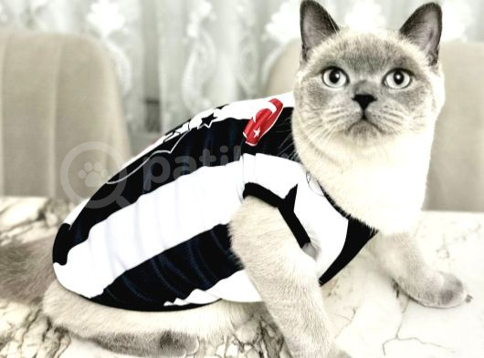 1000 Liraya British Shorthair Dişi Bluepoint Kızımız görsel