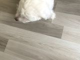 Maltese