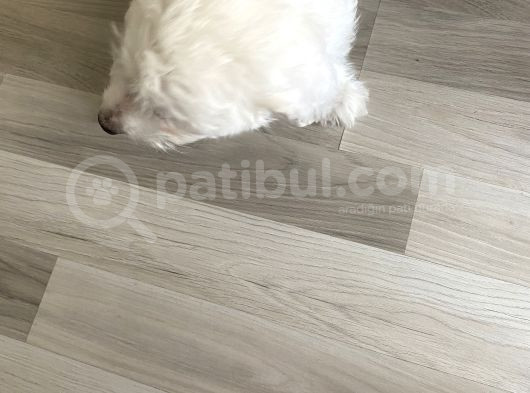 Maltese