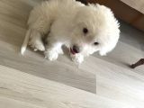Maltese