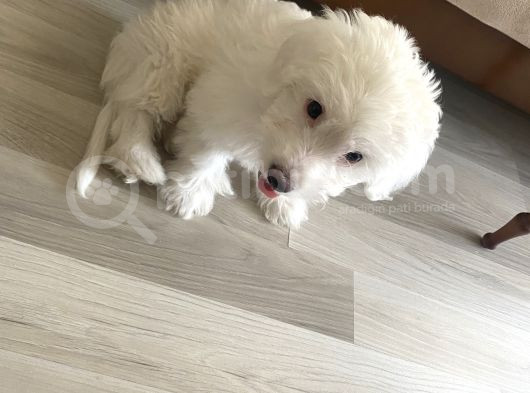 Maltese görsel