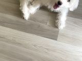 Maltese