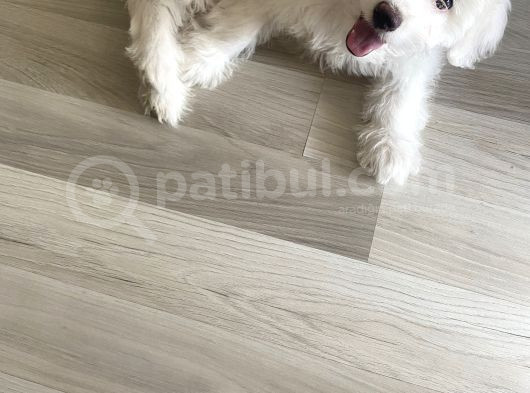 Maltese görsel